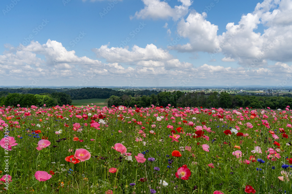 Field full of colorful poppies on a spring day in rural Lancaster County, Pennsylvania