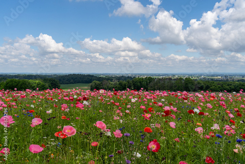 Field full of colorful poppies on a spring day in rural Lancaster County, Pennsylvania
