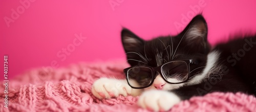 Adorable black and white cat with stylish glasses on pink cozy blanket © AkuAku