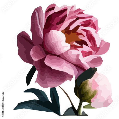 vector flowers peonies pink without background
