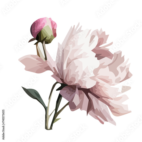 vector flowers peonies pink without background