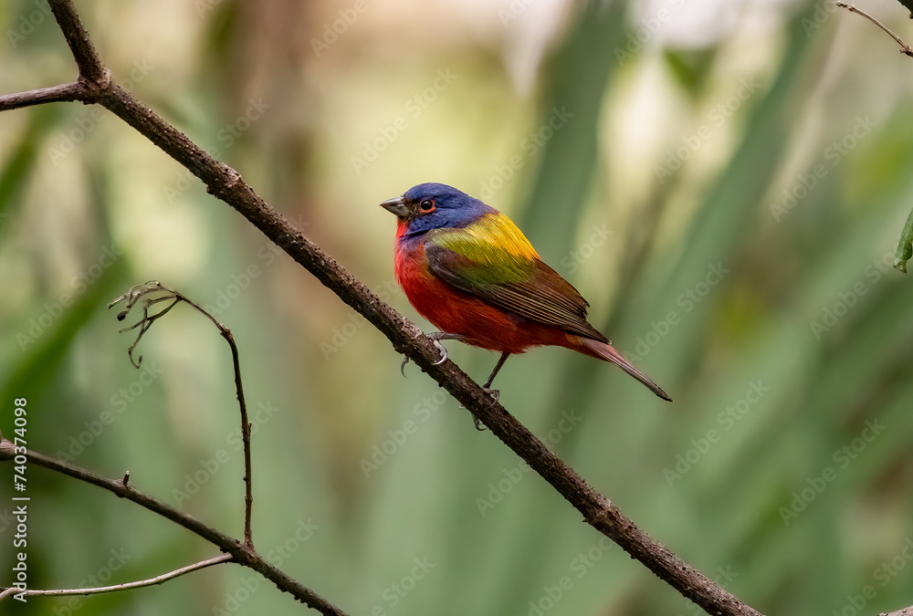 The Brilliant Painted Bunting Perched on a Small Branch