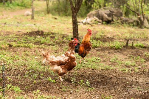 Bild auf Leinwand Lindas gallinas