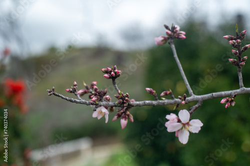 Blooming almond branch in the garden