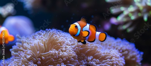 Vibrant Clown Fish Swimming Gracefully in a Colorful Sea Anemone Habitat