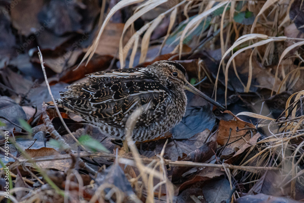 Fototapeta premium Snipe