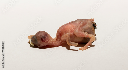 A house sparrow chick that fell out of the nest. The tragedy of the reproduction process in birds. A dying animal on a white background.