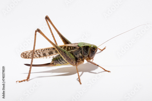 Wart-biter (Decticus verrucivorus) is a bush-cricket in the family Tettigoniidae. Grasshopper close-up. A female insect on a white background.