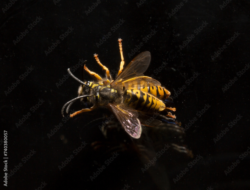Fototapeta premium Vespula germanica, the European wasp, German wasp, or German yellowjacket. Male and female at the moment of mating.