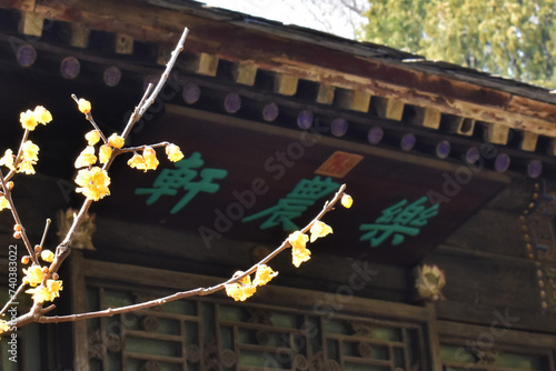 Flower in Summer Palace, 2022 Spring, Beijing China
