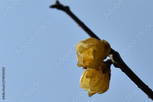 Flower in Summer Palace, 2022 Spring, Beijing China