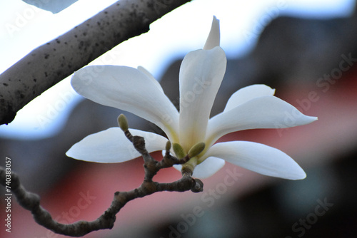 Flower in Summer Palace, 2022 Spring, Beijing China