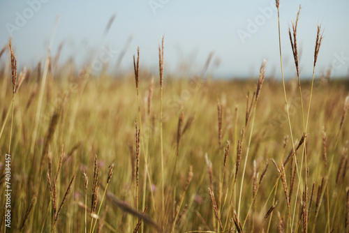 Field of yellow grass 