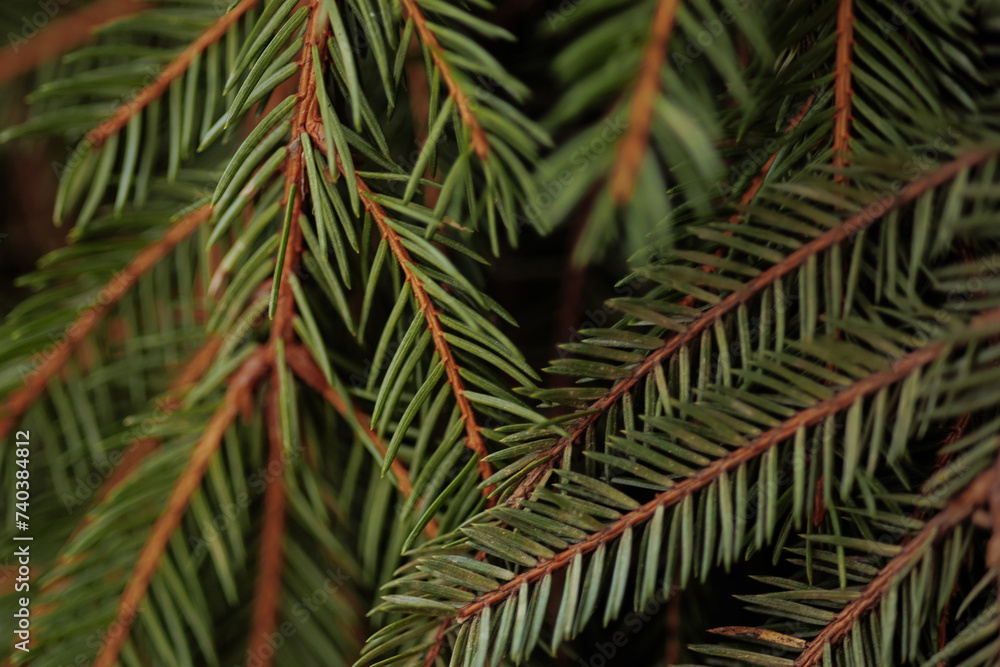 Background a texture spruce branches of Christmas tree for a Christmas card. High quality photo