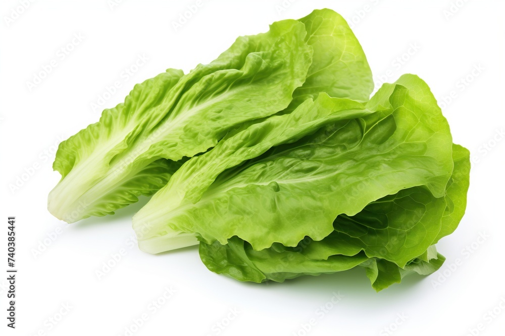 Fresh lettuce leaves isolated on white background Fresh lettuce leaves isolated on white background