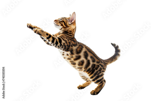 Bengal kitten getting ready to leap up, isolated on transparent background.