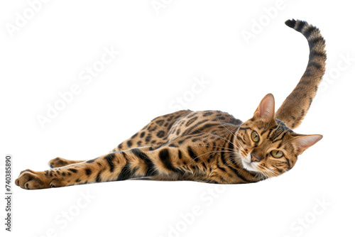 Bengal cat lazing around, tail in the air, isolated on transparent background. photo