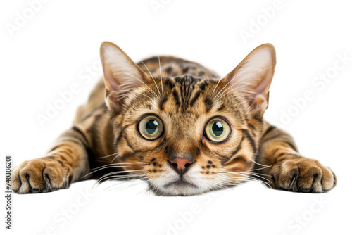 Bengal cat flat on it's stomach looking at the camera, isolated on transparent background.