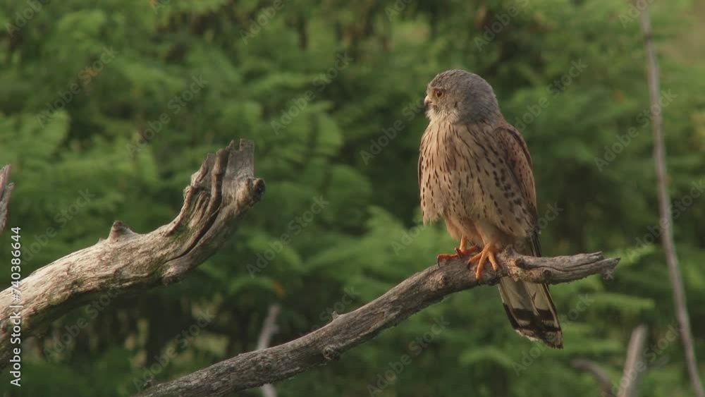 Common Kestrel, Falco tinnunculus, small bird of prey. bird sitting on a tree branch Common Kestrel, Falco tinnunculus, small bird of prey. bird sitting on a tree branch