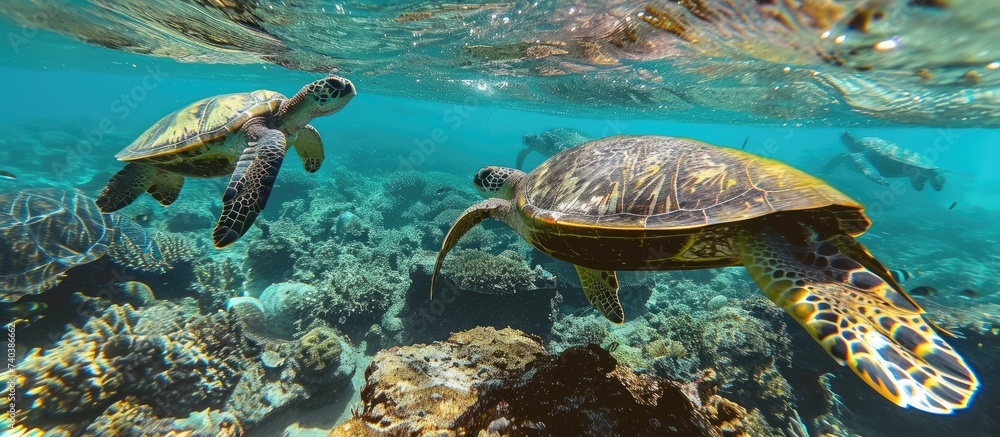 Obraz premium A pair of green turtles gracefully glide over a vibrant coral reef in their natural underwater habitat. The turtles move elegantly through the crystal-clear water, showcasing the beauty of the marine