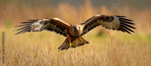 An Accipitridae bird of prey, such as a Falcon, is soaring over a vast grassland with its powerful wings and sharp beak, showcasing its terrestrial animal nature