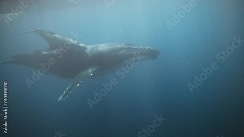 Humpback Whales, Mother And Calf Migration Story; 4K Underwater (Side Profile View). photo