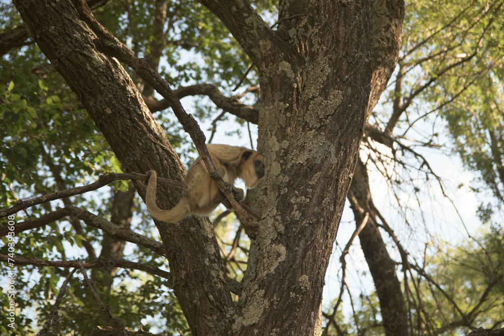 monkey monkey