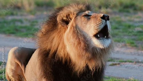 Male African Lion Roaring - Close Up Shot