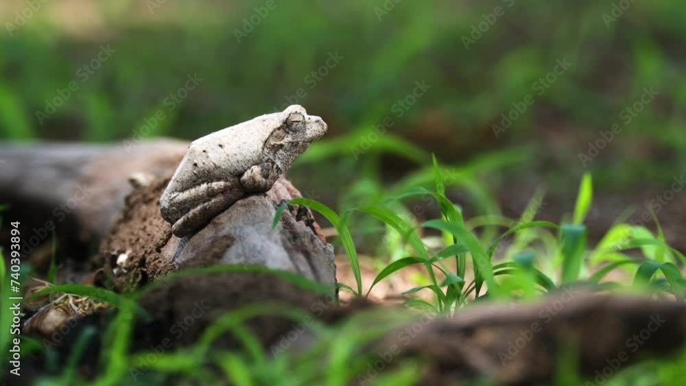 Side View Of Grey Foam-nest Tree Frog In African Savanna. - close up shot Side View Of Grey Foam-nest Tree Frog In African Savanna. - close up shot