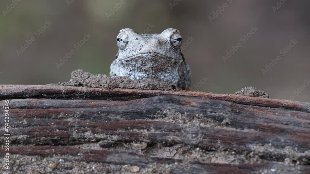 Head Of Grey Foam-nest Tree Frog In The Forest In Africa. - close up shot Head Of Grey Foam-nest Tree Frog In The Forest In Africa. - close up shot