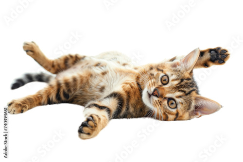 Bengal kitten lying splayed out, tummy up, very relaxed. Isolated on white background.