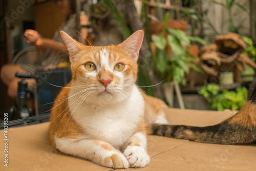 cute cats staring at something.