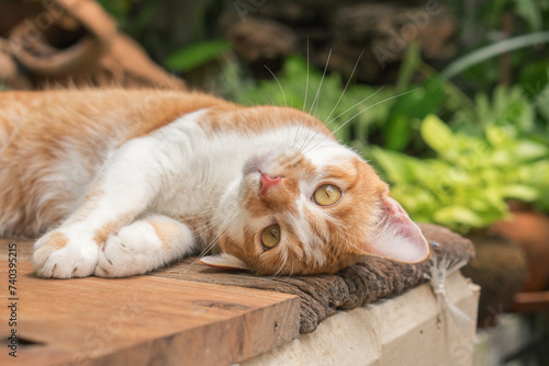 The cat looks so cute looking this way.