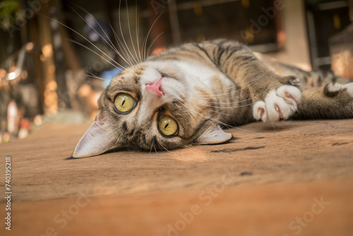 The cat looks so cute looking this way.