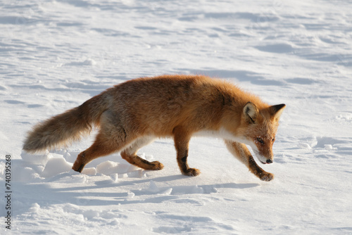 Hokkaido red fox prowling while hunting