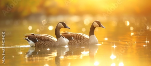 Two majestic ducks gracefully swimming in a serene lake under the radiant sun © TheWaterMeloonProjec