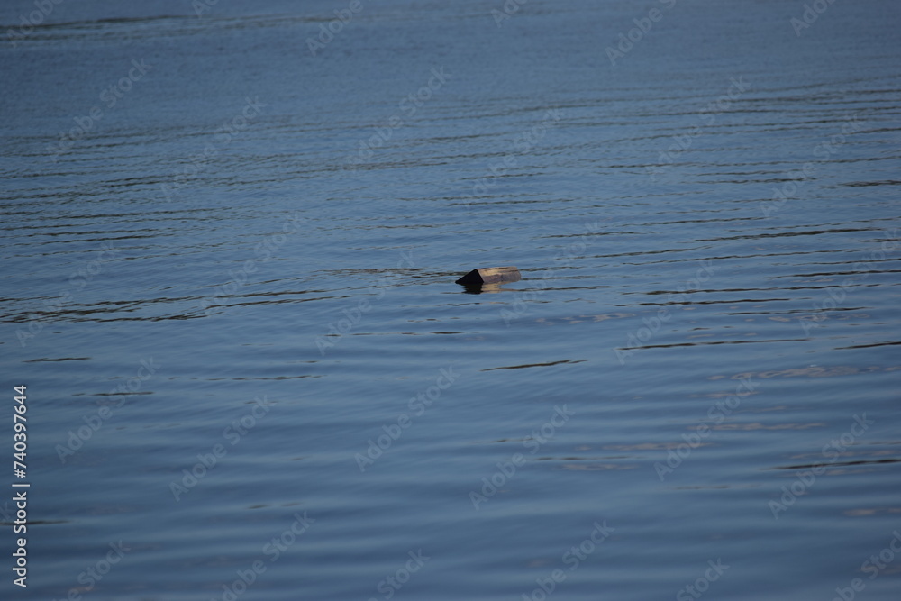 Treasure floating in calm water fort myers beach