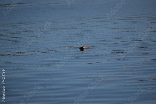 Obraz na płótnie Treasure floating in calm water fort myers beach w salonie