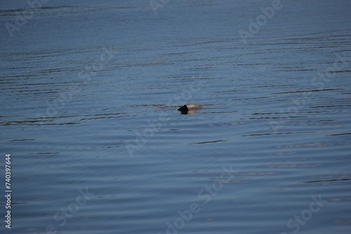 Treasure floating in calm water fort myers beach