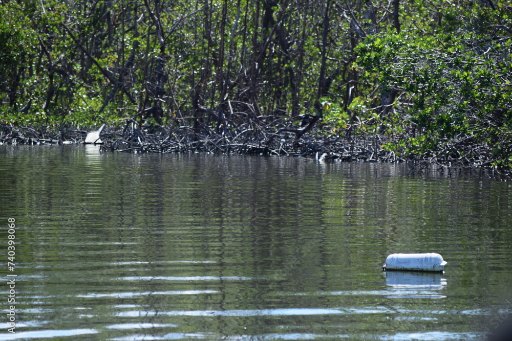 Tranquil waters