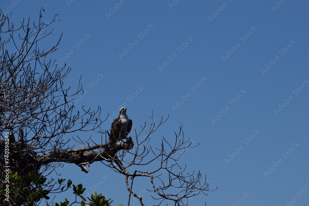 Osprey after hurricane ian fort myers florida Osprey after hurricane ian fort myers florida