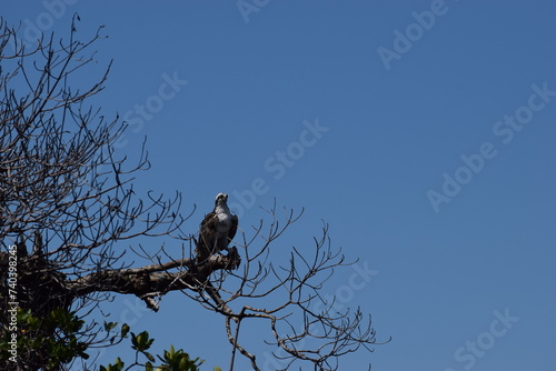 Osprey after hurricane ian fort myers florida