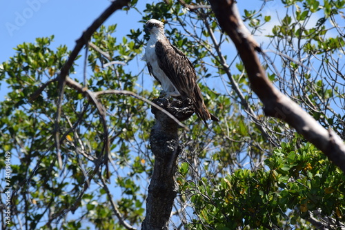 Osprey after hurricane ian fort myers florida photo