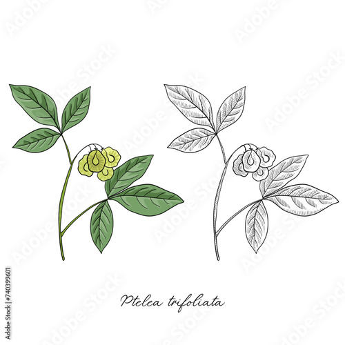 vector drawing wafer ash,Ptelea trifoliata , hand drawn illustration of medicinal plant photo
