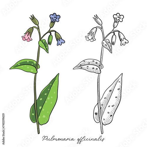 vector drawing lungwort ,Pulmonaria officinalis , hand drawn illustration of medicinal plant