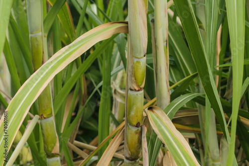 fresh sugar cane in garden. Sugarcane planted to produce sugar and food
