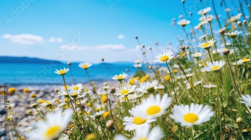 wild flower with blue sea and sky photo