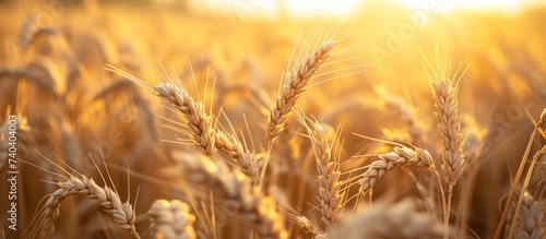 A closeup of a natural landscape with a field of Khorasan wheat and Einkorn wheat, with the sun shining through the ears of wheat