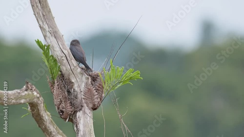 Seen from its back during a windy morning then it flies away leaving its chick screaming for Mom to come back, Ashy Woodswallow Artamus fuscus, Thailand photo