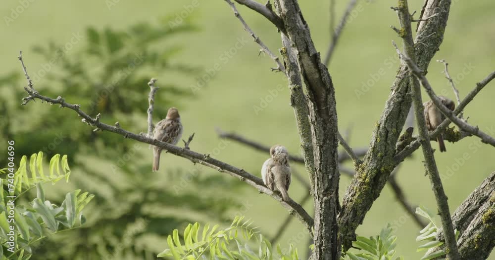 Common Kestrel, Falco tinnunculus, little bird of prey. Two birds are sitting on a tree branch Common Kestrel, Falco tinnunculus, little bird of prey. Two birds are sitting on a tree branch